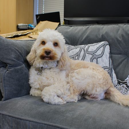 Lola - Office Pup